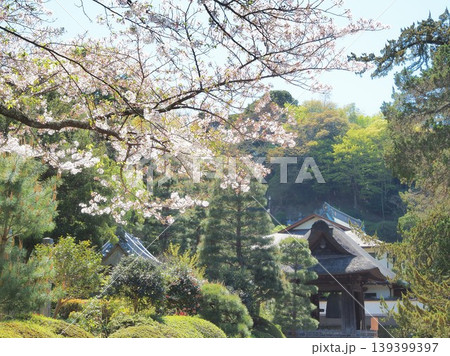 神奈川県 桜と建長寺 鐘楼 4月 神奈川県 桜と建長寺 鐘楼 4月 139399397