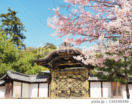 神奈川県　建長寺　唐門と満開のさくら　4月 139399399