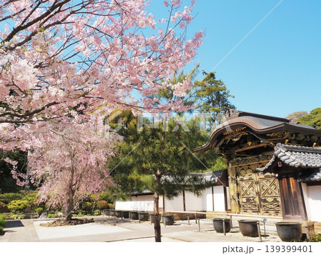 神奈川県　建長寺　唐門と満開のさくら　4月 139399401