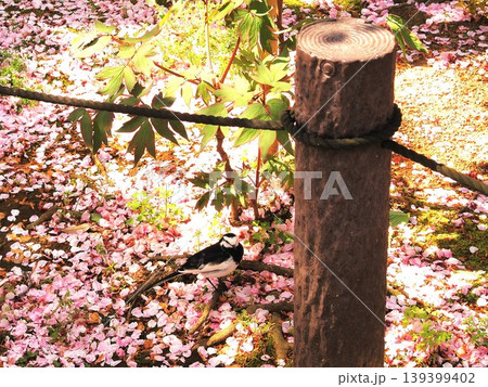 神奈川県　桜のじゅうたんとハクセキレイ　4月 139399402