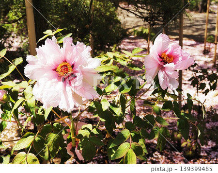神奈川県　建長寺　境内に咲く牡丹の花　4月 139399485