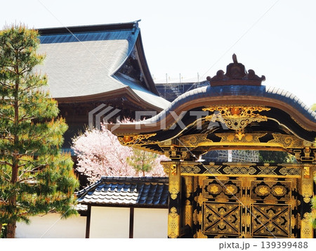 神奈川県 建長寺 唐門とさくらと法堂 4月 神奈川県 建長寺 唐門とさくらと法堂 4月 139399488