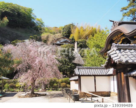 神奈川県　建長寺　唐門と枝垂れ桜　4月 139399489