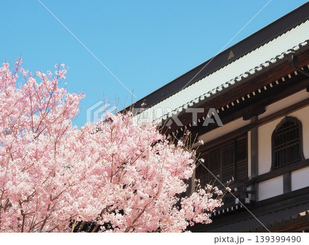 神奈川県　建長寺　大庫裏と満開の桜　4月 139399490
