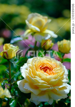 薔薇園にピンク色のバラの花が咲いています 139399496