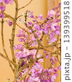 フジモドキの花 139399518