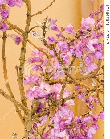 フジモドキの花 フジモドキの花 139399518