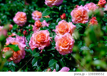 薔薇園に赤色の薔薇の花が咲いています 薔薇園に赤色の薔薇の花が咲いています 139399552