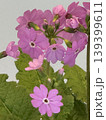 サクラソウの花 139399611