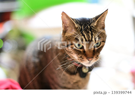 見つめる猫 見つめる猫 139399744