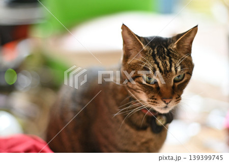 見つめる猫 139399745