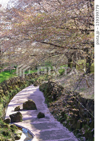 2026年4月の下野市薬師川の桜 2026年4月の下野市薬師川の桜 139399779