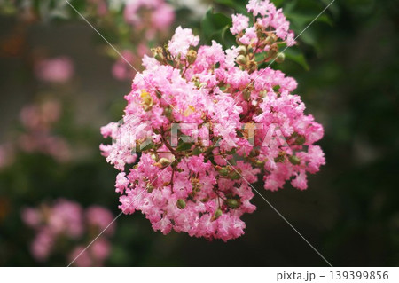 サルスベリ ピンク色の花 サルスベリ ピンク色の花 139399856