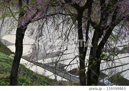 新潟県十日町星峠 桜のある風景 新潟県十日町星峠 桜のある風景 139399863
