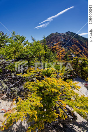 南アルプス・鳳凰三山・赤抜沢ノ頭のカラマツの黄葉と観音岳 139400045