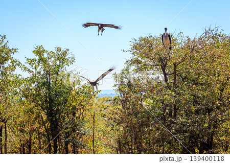 Marabou Stork and vultures Marabou Stork and vultures 139400118