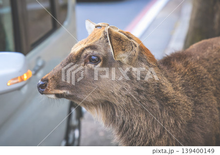 Gentle Nara Deer Roaming in Historic Park Nov 27 2025 139400149