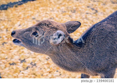 Gentle Nara Deer Roaming in Historic Park Nov 27 2025 139400181