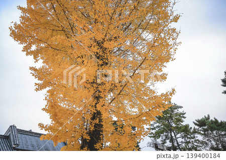 Yellow Leaves at Himuro Shrine in Nara Nov 27 2025 Yellow Leaves at Himuro Shrine in Nara Nov 27 2025 139400184
