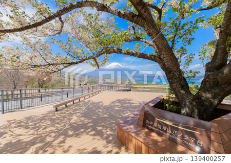山梨県 山中湖パノラマ台 富士山と桜の春景色 山梨県 山中湖パノラマ台 富士山と桜の春景色 139400257