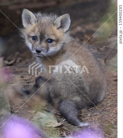 Red fox baby portrait in the forest, Canada 139400285