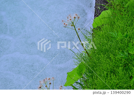 当間高原の麓　雪解けの水　田植え時　新潟県十日町市　　　 139400290