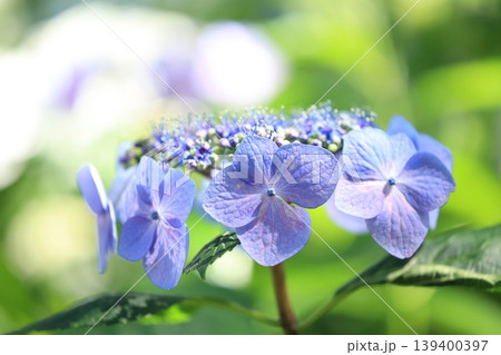 初夏の散策　紫陽花の咲く小路 139400397