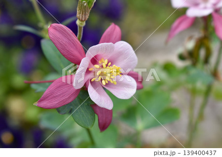 オダマキの花 139400437