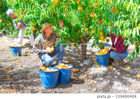 Plantation workers picking peaches 139400484