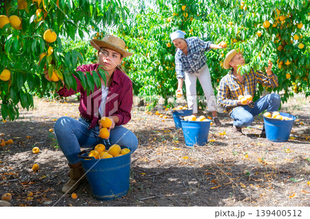 Young woman and her fellow workers picking peaches 139400512