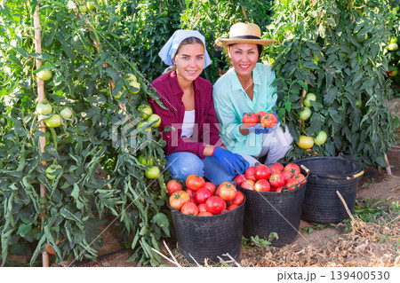 Two women picking tomatoes 139400530