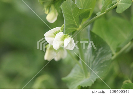 風に揺れるエンドウ豆の花 風に揺れるエンドウ豆の花 139400545