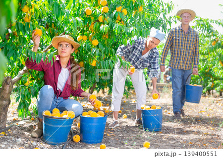 Focused female owner of orchard gathering harvest of ripe peaches on day Focused female owner of orchard gathering harvest of ripe peaches on day 139400551