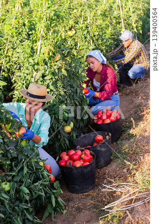 Three plantation workers harvesting tomatoes 139400564