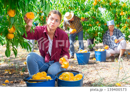 Portrait of young woman engaged in gardening, picking peaches in orchard 139400573