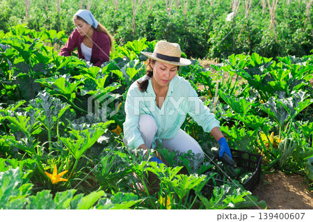 Two women farmers, collect the harvest of ripe zucchini, putting them in crates 139400607