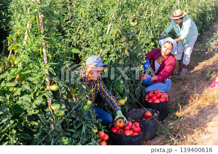 Hardworking farmers harvest ripe tomatoes, putting them in buckets 139400616