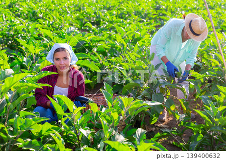 Two women farmer are harvesting ripe eggplants on the plantation, putting them in a basket Two women farmer are harvesting ripe eggplants on the plantation, putting them in a basket 139400632