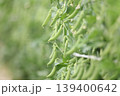 風に揺れるエンドウ豆 139400642