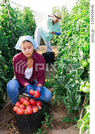 Women collecting ripe red tomatoes Women collecting ripe red tomatoes 139400646