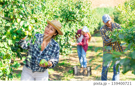 Woman farmer picks ripe pears in the garden. Harvesting pears in orchard Woman farmer picks ripe pears in the garden. Harvesting pears in orchard 139400721