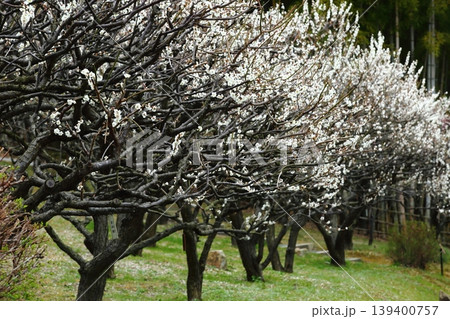 万博記念公園の梅林 139400757