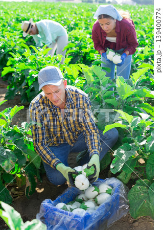 Experienced farm worker gathering crop of white eggplants Experienced farm worker gathering crop of white eggplants 139400774