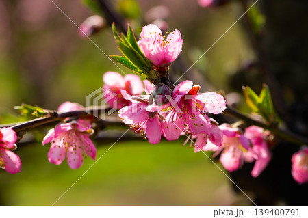 Flowering peach trees on field 139400791