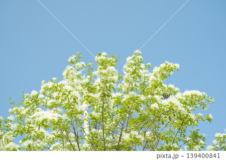 Sky with Korean white lilac trees and a copy space Sky with Korean white lilac trees and a copy space 139400841