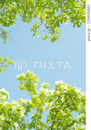 Sky with Korean white lilac trees and a copy space 139400862
