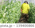 エンドウ豆の収穫をする女性 139400866