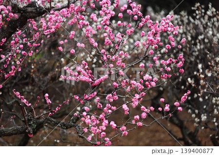 万博記念公園の梅林 139400877