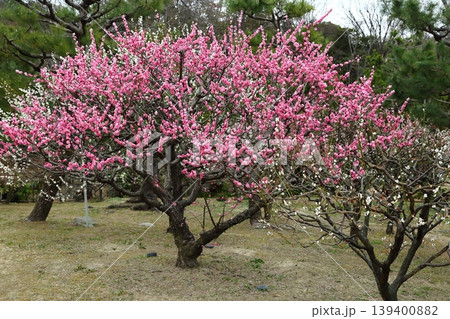 万博記念公園の梅林 139400882