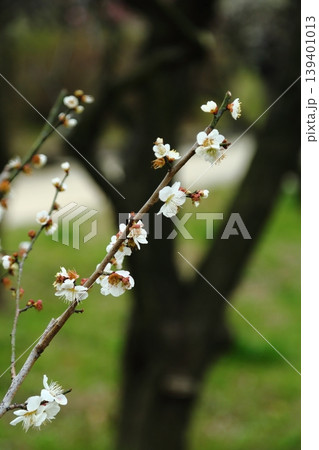 万博記念公園の梅林 万博記念公園の梅林 139401013